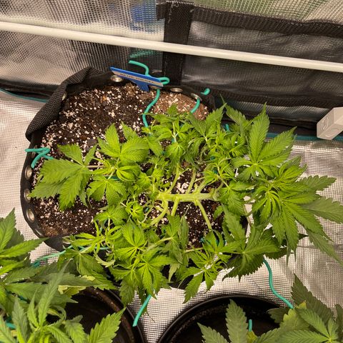 Blue Diesel 1 growlog timeline photo