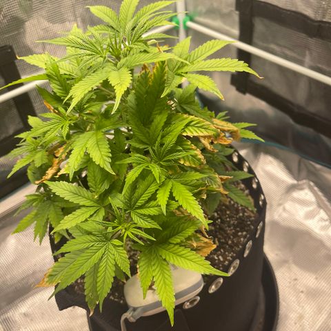Super Lemon Haze Auto 1/20 growlog timeline photo
