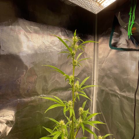 Super Lemon Haze Auto 1/20 growlog timeline photo