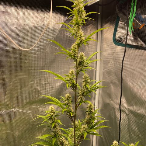 Super Lemon Haze Auto 1/20 growlog timeline photo