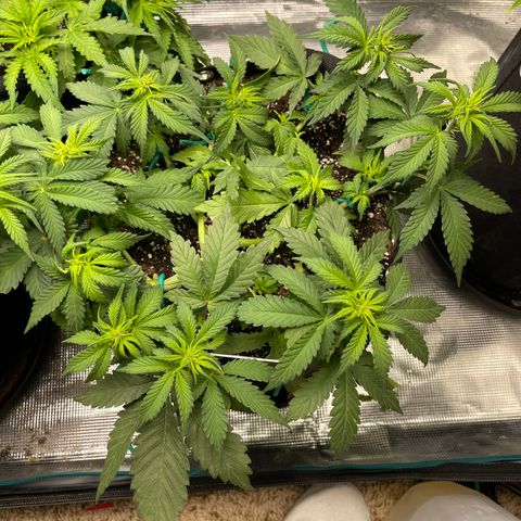 Gelato 1 growlog timeline photo