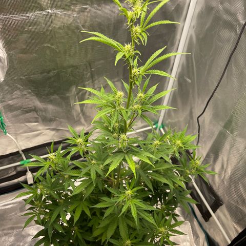Super Lemon Haze Auto 1/20 growlog timeline photo