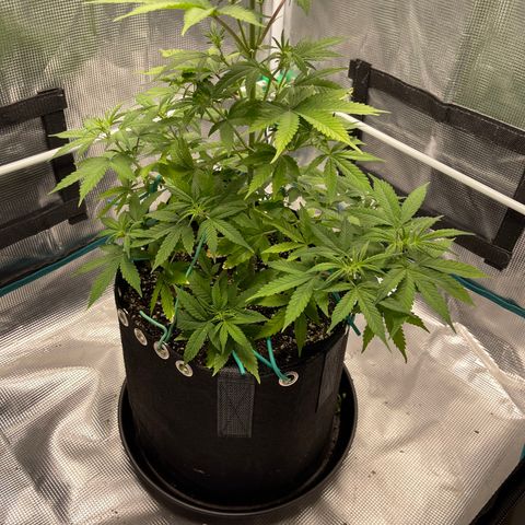 Super Lemon Haze Auto 1/20 growlog timeline photo
