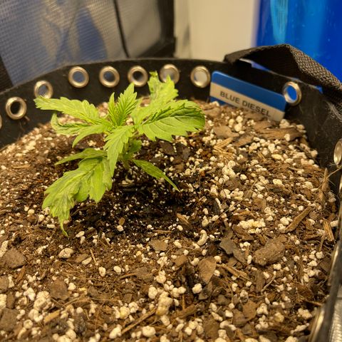Blue Diesel 1 growlog timeline photo