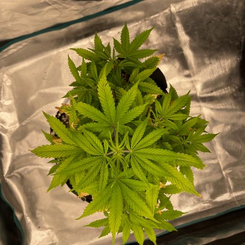 Super Lemon Haze Auto 1/20 growlog timeline photo