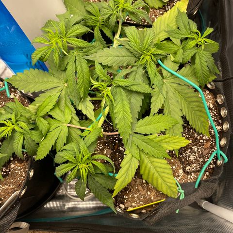 Pineapple 1 growlog timeline photo