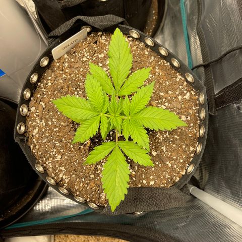 Gelato 1 growlog timeline photo