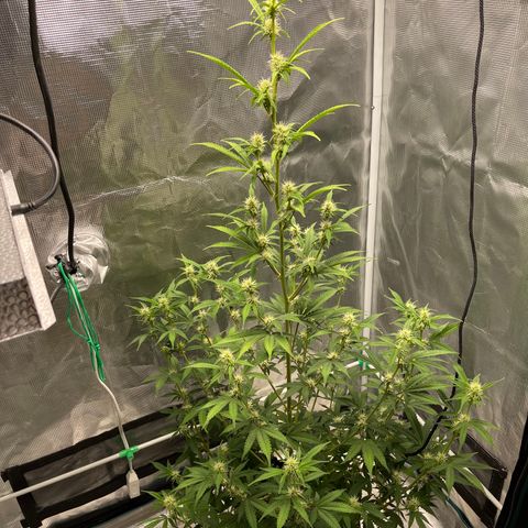 Super Lemon Haze Auto 1/20 growlog timeline photo