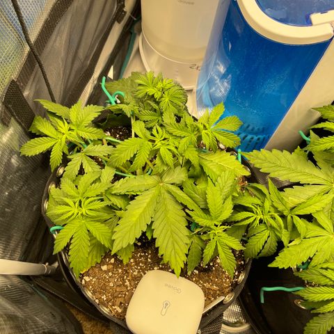 Gelato 1 growlog timeline photo