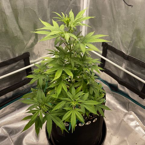 Super Lemon Haze Auto 1/20 growlog timeline photo