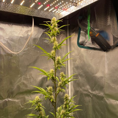 Super Lemon Haze Auto 1/20 growlog photo: Flushing day