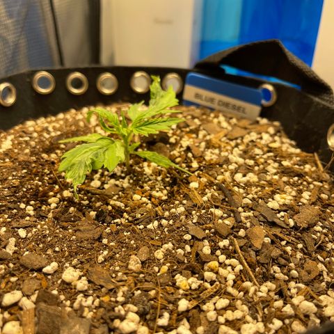 Blue Diesel 1 growlog timeline photo