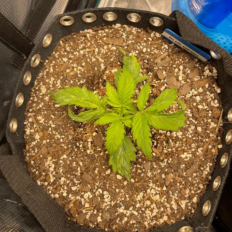 Blue Diesel 1 growlog timeline photo