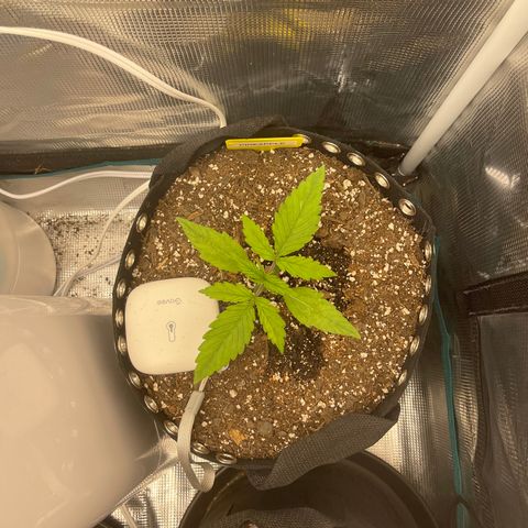 Pineapple 1 growlog timeline photo