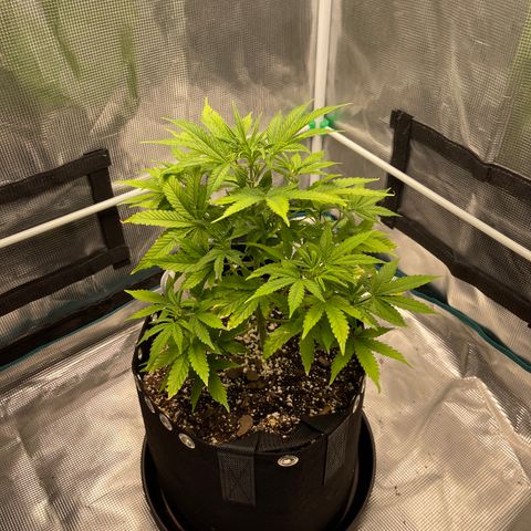 Super Lemon Haze Auto 1/20 growlog photo: Before LST