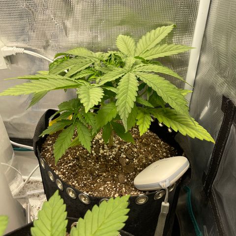 Pineapple 1 growlog timeline photo