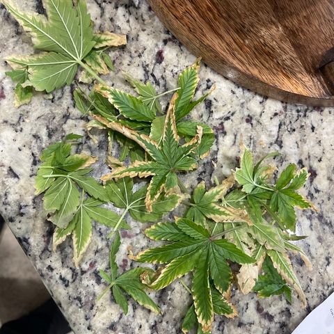 Super Lemon Haze Auto 1/20 growlog photo: Defoiliated bad leaves to give energy to remaining areas of the plant