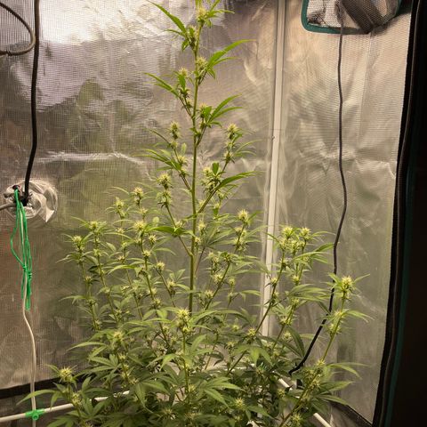 Super Lemon Haze Auto 1/20 growlog timeline photo