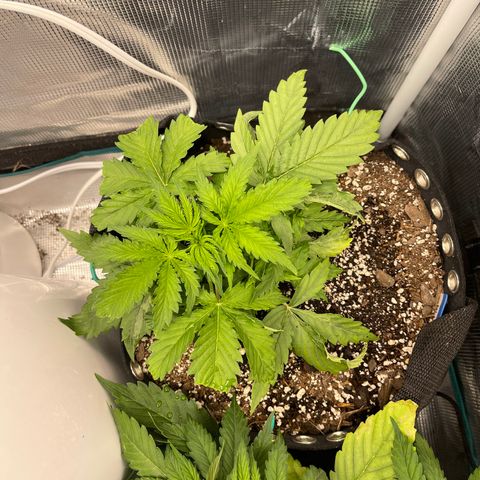 Blue Diesel 1 growlog timeline photo