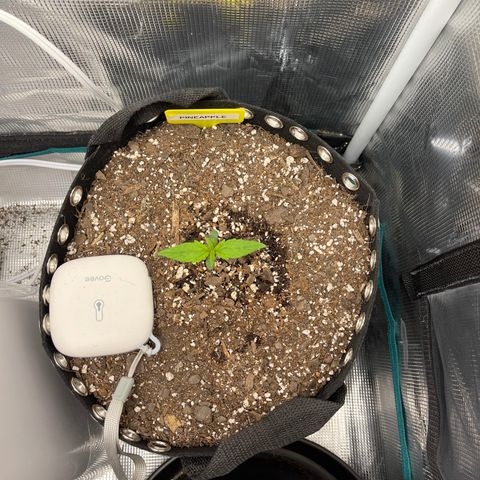 Pineapple 1 growlog timeline photo