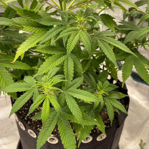 Super Lemon Haze Auto 1/20 growlog timeline photo