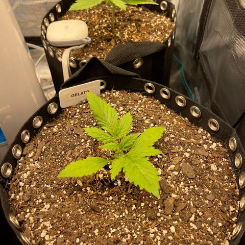 Gelato 1 growlog timeline photo