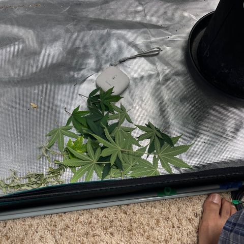 Super Lemon Haze Auto 1/20 growlog photo: Defoliation 