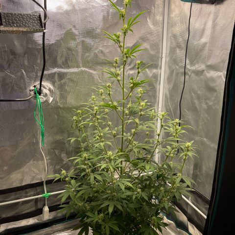 Super Lemon Haze Auto 1/20 growlog photo: Defoliation 