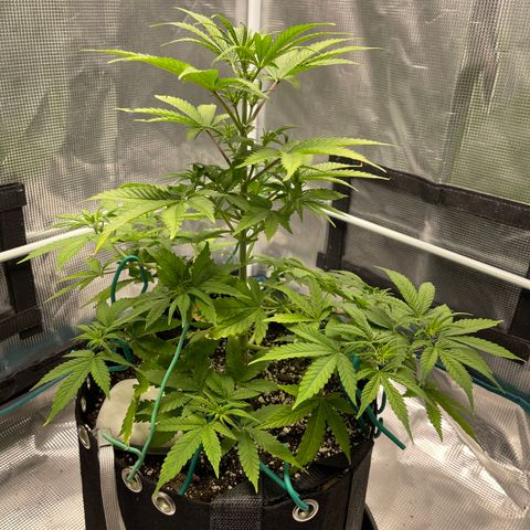 Super Lemon Haze Auto 1/20 growlog timeline photo