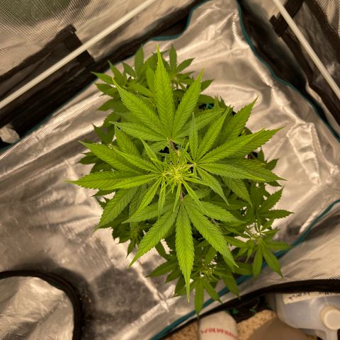 Super Lemon Haze Auto 1/20 growlog timeline photo