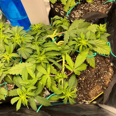 Pineapple 1 growlog timeline photo