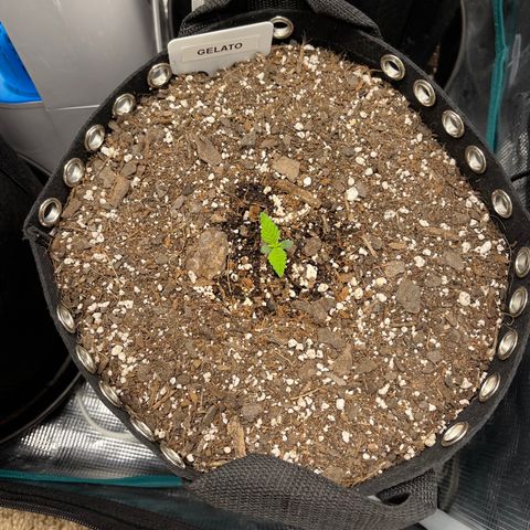 Gelato 1 growlog timeline photo