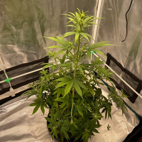 Super Lemon Haze Auto 1/20 growlog timeline photo