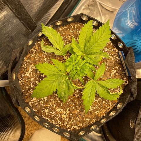 Blue Diesel 1 growlog timeline photo