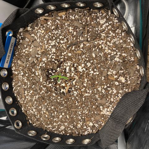 Blue Diesel 1 growlog timeline photo