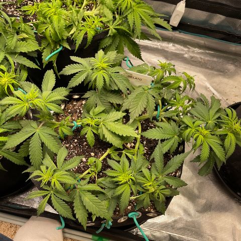 Gelato 1 growlog timeline photo