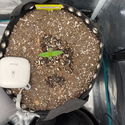 Pineapple 1 growlog timeline photo