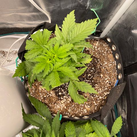 Blue Diesel 1 growlog timeline photo