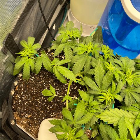 Gelato 1 growlog timeline photo