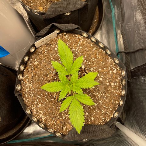 Gelato 1 growlog timeline photo