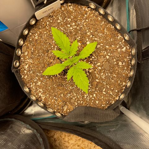 Gelato 1 growlog timeline photo