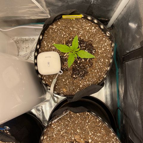 Pineapple 1 growlog timeline photo