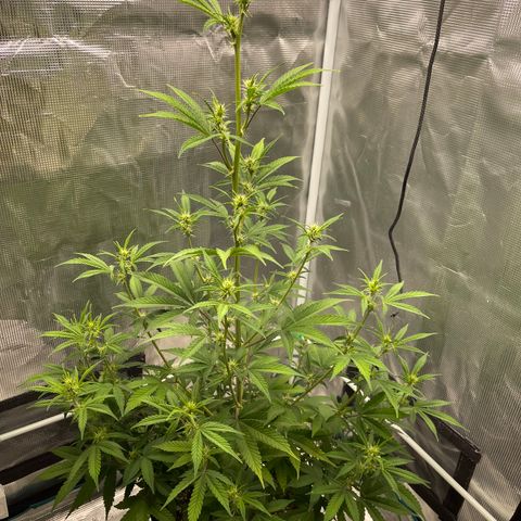 Super Lemon Haze Auto 1/20 growlog timeline photo