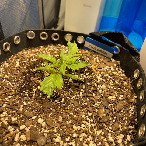 Blue Diesel 1 growlog timeline photo