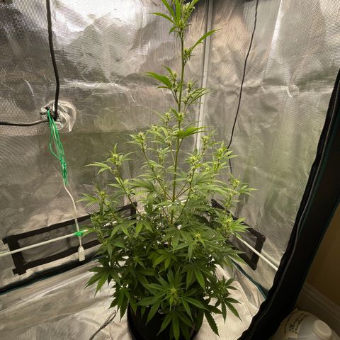 Super Lemon Haze Auto 1/20 growlog timeline photo