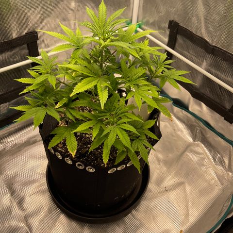 Super Lemon Haze Auto 1/20 growlog photo: Before LST