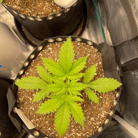 Gelato 1 growlog timeline photo