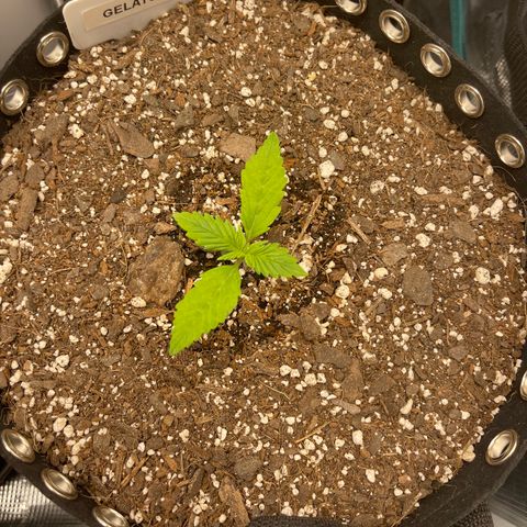 Gelato 1 growlog timeline photo