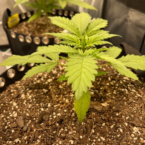 Gelato 1 growlog timeline photo
