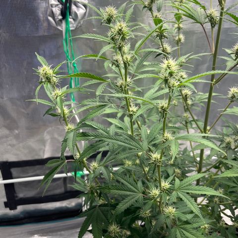 Super Lemon Haze Auto 1/20 growlog timeline photo